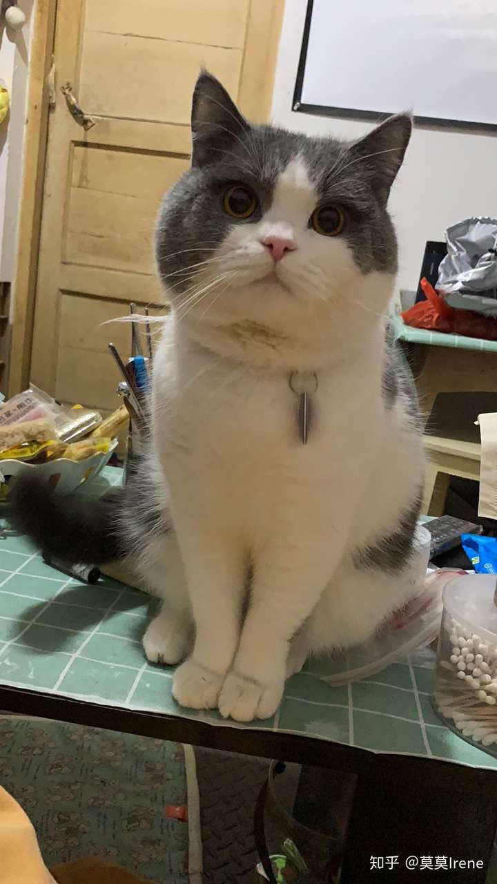 养猫的话英短和小蓝猫哪个好?