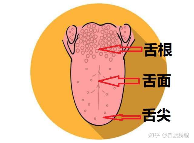 让孩子开口,分别用舌尖,舌面,舌根,单独抬起抵住上颚(上口盖.