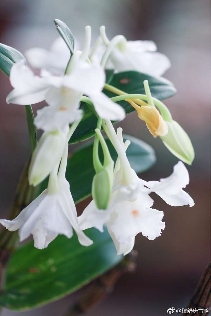 有哪些让人感觉很"污"的花(or花花草草)?