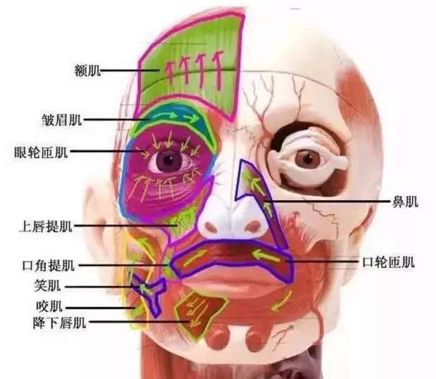 可以看出,在所谓"泪沟"眼袋"位置处其实是 眼轮匝肌.