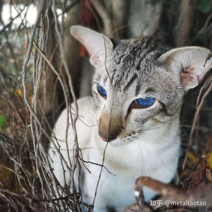 你们的虎斑暹罗猫长大了什么样子?