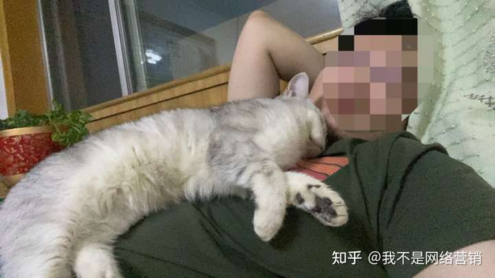 男生养猫和女生养猫有什么不同?