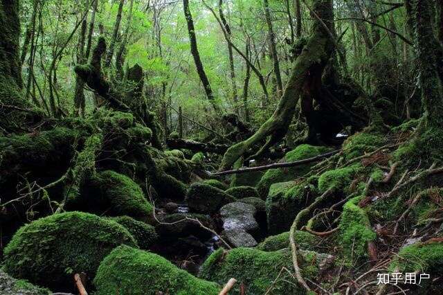 然而真正原始森林里大白天基本是这个样的