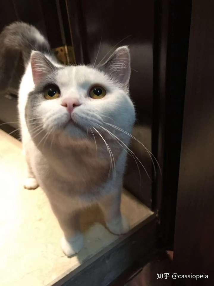 我家猫哈哈哈为啥鼻子是一半粉一半黑啊?