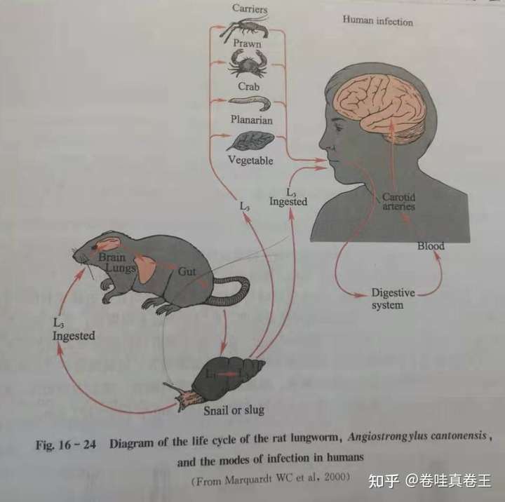 借用我们教科书上的图片展示一下广州管圆线虫的生活史