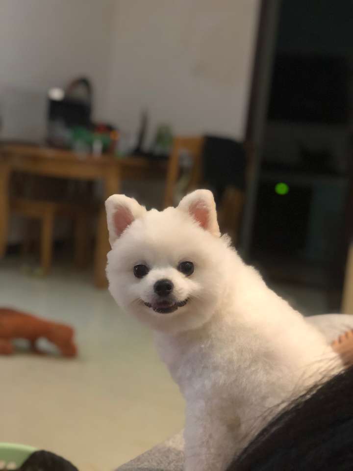 狗狗咧嘴真的是在笑吗?