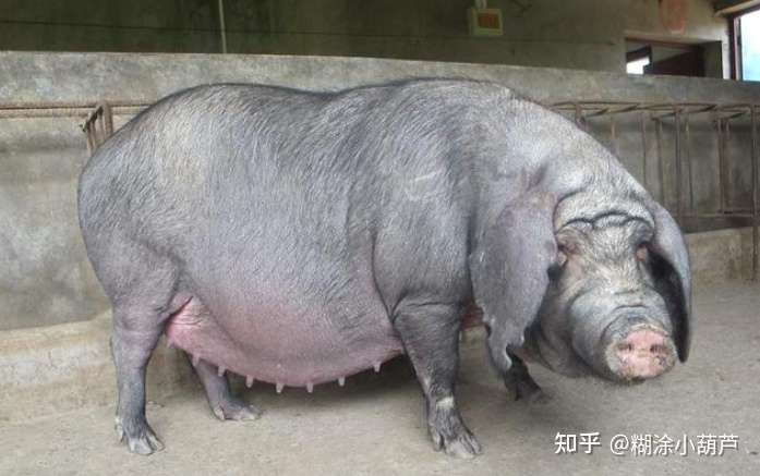 为什么猪每天吃草吃糠这些低热量没营养的东西还能长这么肥