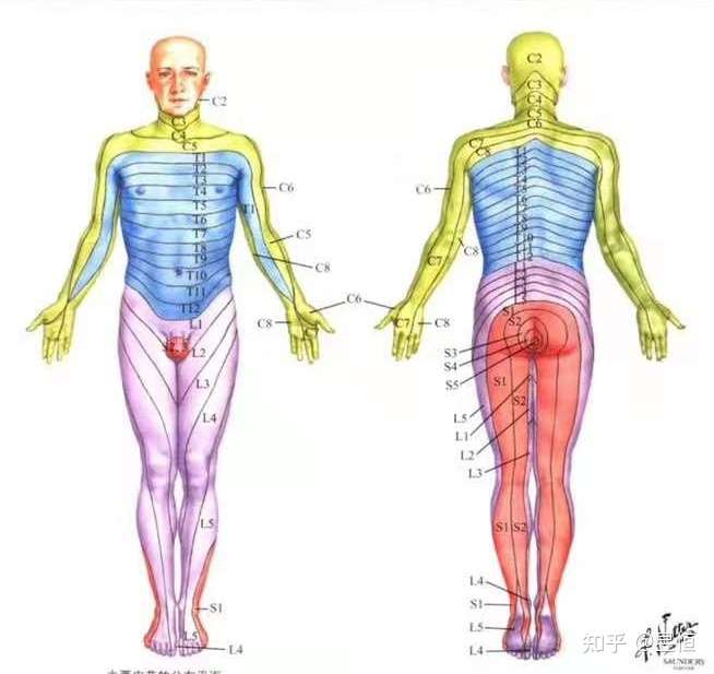 2,双侧大腿前方一阵阵的刺痛,极大概率是股神经卡压,对,不是神经根