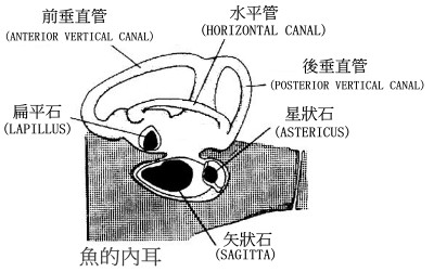 耳石是鱼类成长过程中所形成的碳酸钙结晶,鱼类死后,不会立刻分解