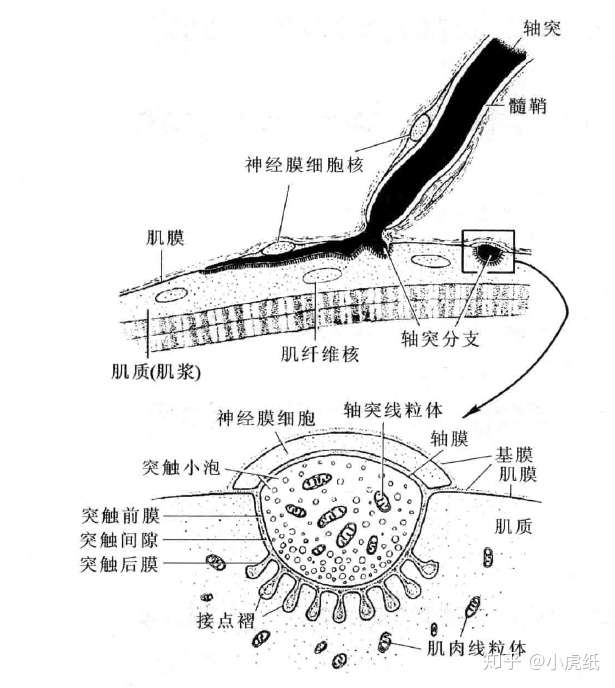 "神经肌肉接点"连接,下图是神经肌肉接点的结构示意图,突触前膜,突触