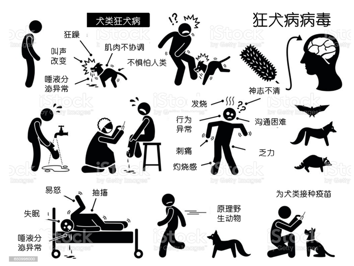 「狂犬病」的潜伏期有多久,该病各个阶段对应症状是什么,如何预防和