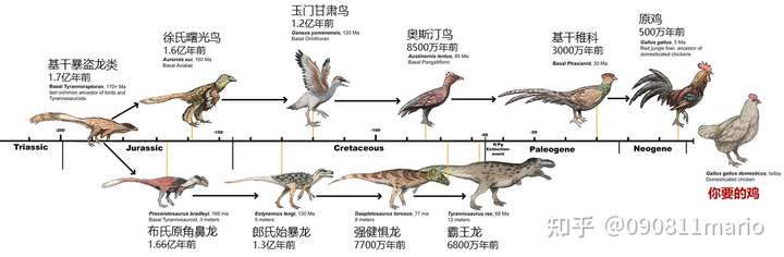 既然鸡是恐龙演化而来,那为什么没有一个鸡和恐龙之间的过渡产品?