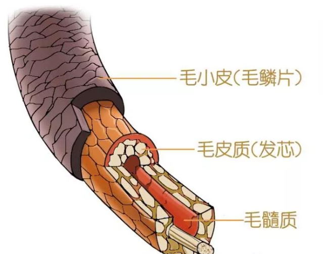 头发结构