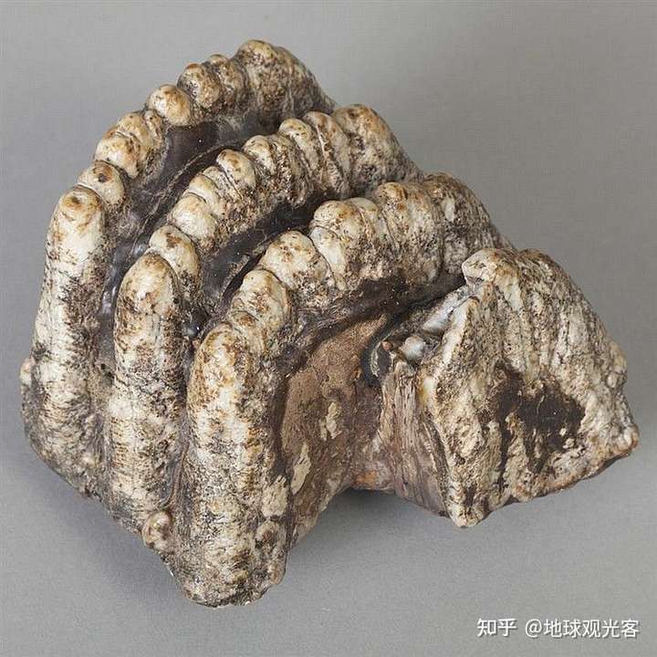 可能是剑齿象臼齿,可能