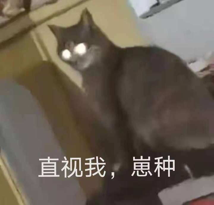 大家有没有那个小黑猫在有害垃圾桶里面探头那个表情包?太可爱了?