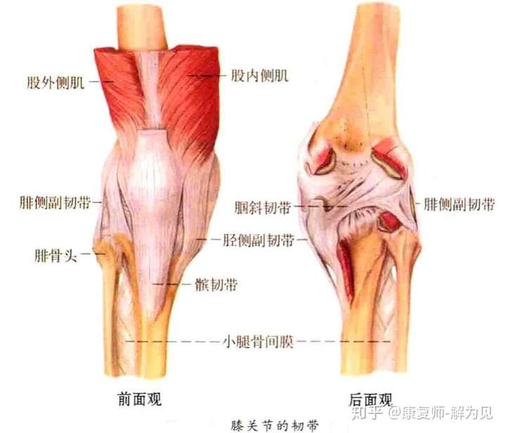 膝关节由股骨内,外侧髁和胫骨内,外侧髁以及髌骨构成,为人体最大且