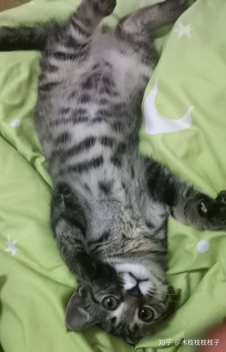 灰色狸花猫罕见吗