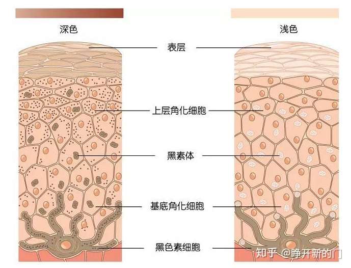 黑色素细胞存在于基底层细胞中间,负责储存黑色素.