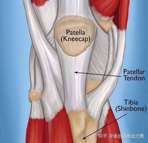 髌腱断裂对于一个体育生来说意味着什么