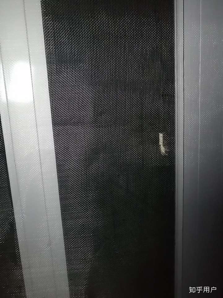 在衣服上发现虫卵 谁知道这是什么?