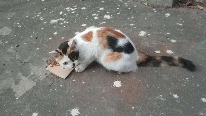 我家养的一只中华田园三花猫.