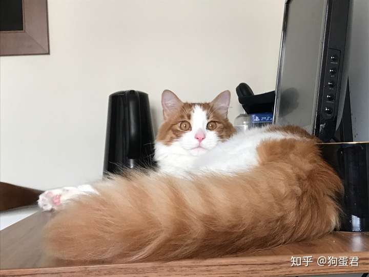 猫咪尴尬期有多尴尬?
