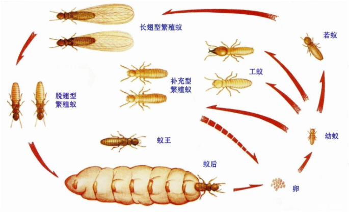「白蚁」到底是一种什么样的昆虫,有什么习性,如何有效防治?