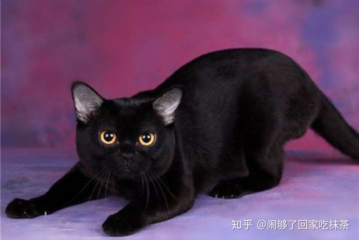 这是孟买猫还是玄猫呢?