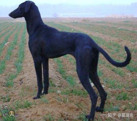 蒙古细犬