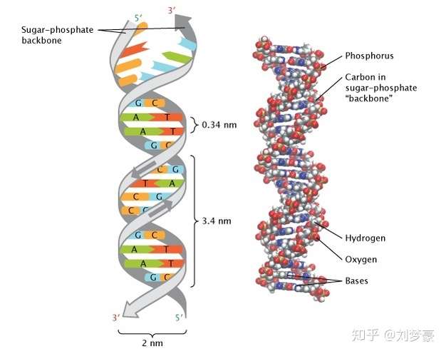 dna双螺旋结构模型