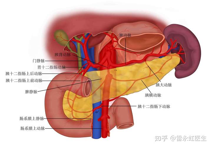 胰腺是哪个位置