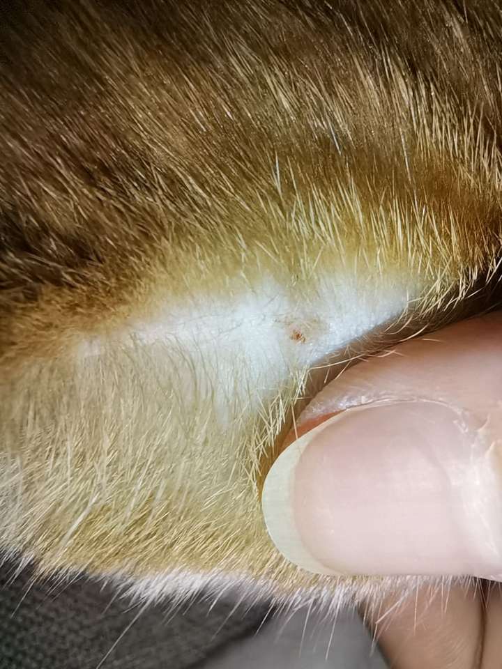 猫咪身上生了这种小疙瘩 有人知道这是什么皮肤病么?