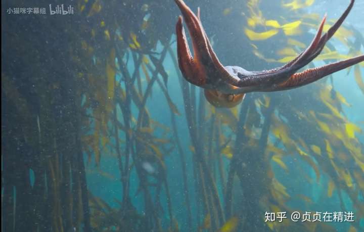 贞贞在精进 终身学习者 一条特立独行的小章鱼,像海底成千上万条鱼