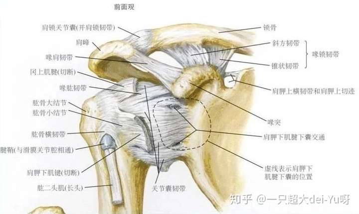 怎么判断自己肩膀有没有脱臼