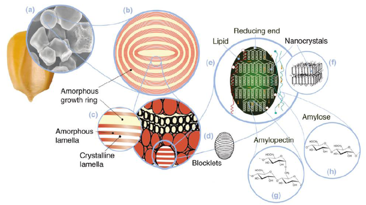 淀粉颗粒结构有没有被完全阐释?