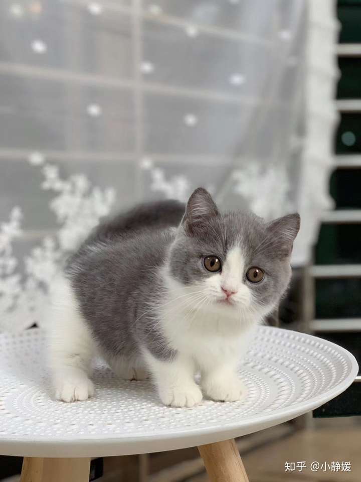 知乎里养曼基康矮脚猫的人多吗?来一起交流交流,?