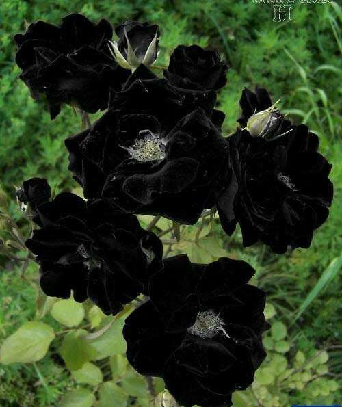 世界上为什么没有黑色的花?