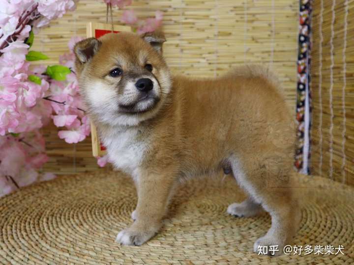 为啥我家柴犬没有豆豆眉,纯吗?