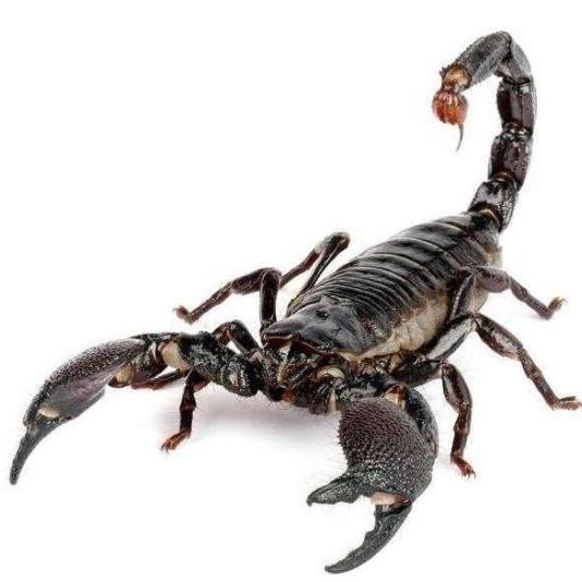 蝎子是动物界节肢动物门蛛形纲蝎目种类的统称,蜘蛛亦同属蛛形纲.