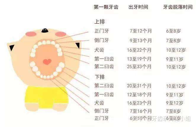 人多大时乳牙全部长出,有多少颗乳牙?