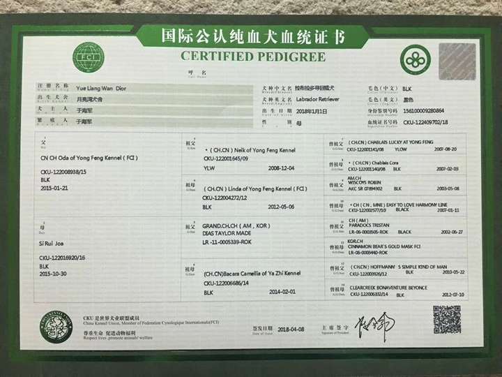 特别是现在中国犬业协会在给纯种犬办理血统证书的时候,增加了抽血样