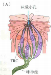 参考下图,每个味觉细胞都有单独的神经通路,如果真有两种调料的话