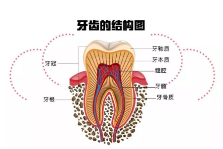 一颗牙齿分为两个部分,长在牙床上的那部分牙齿结构叫做牙冠,牙床