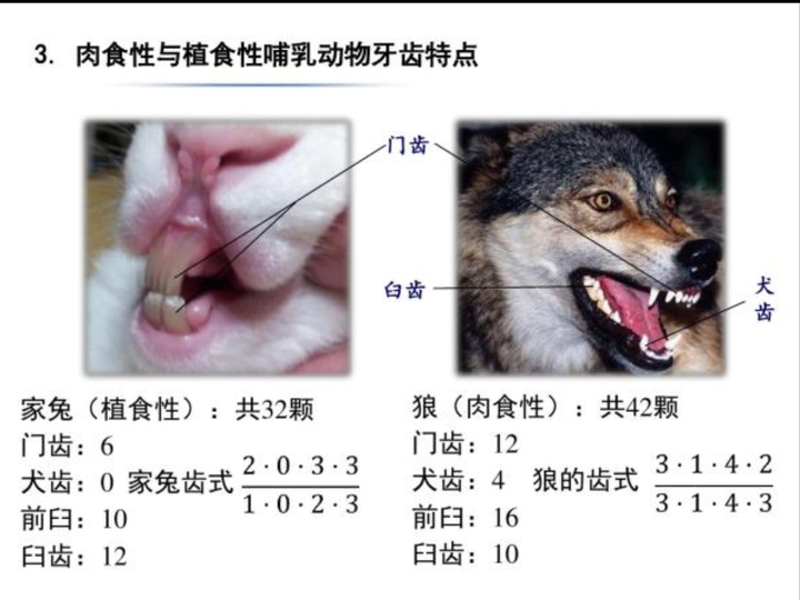 人类有门齿8颗,犬齿4颗,臼齿16-20颗