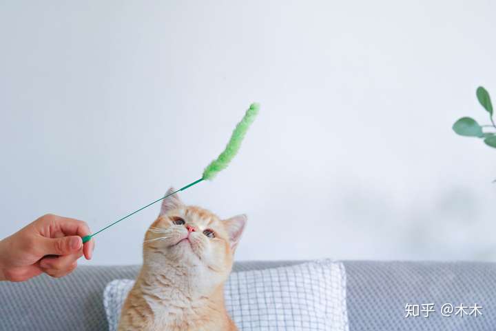 他在快乐的玩着逗猫棒露出了"幸福"的表情