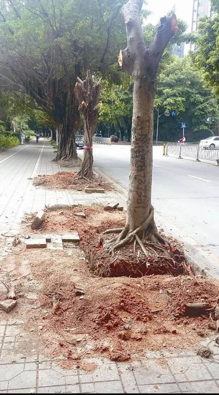 为什么广州最近把市区里的榕树砍掉了很多?