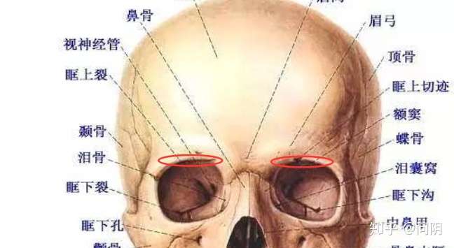 手指在上眼皮处摸到眼球与眉骨(图中对应的名词叫"眶上切迹")的交界处