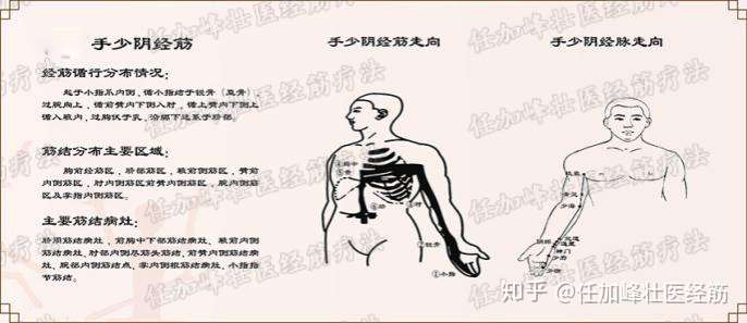 连载《黄帝内经·灵枢·经筋第十三》-手少阴之筋