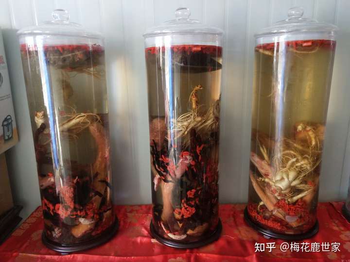 灵芝,鹿茸,党参可以泡酒吗?