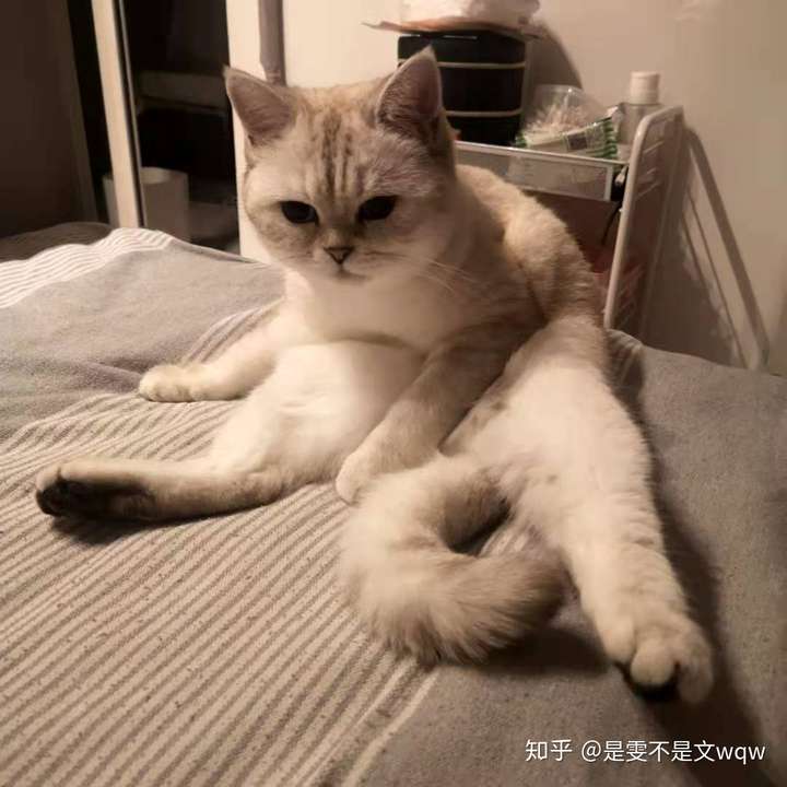 银渐层有多丑?